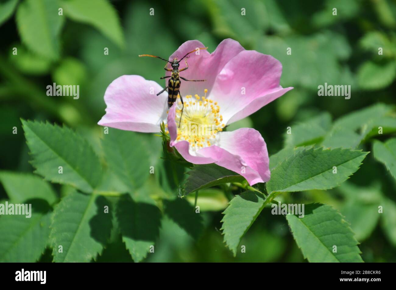 Leptura annularis beetle on the dog rose flower`s petals. Early summer. Stock Photo